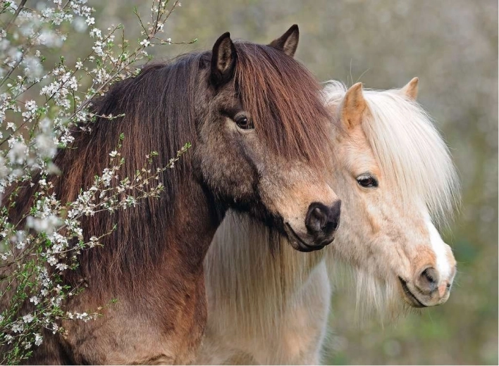 Παζλ Ravensburger Perfect Ponies 150 κομμάτια