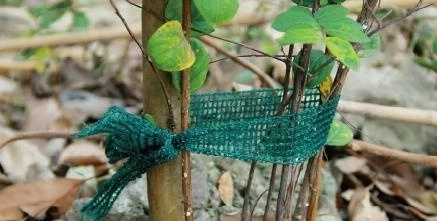 Σετ 3 δεστρών για δέσιμο φυτών, μήκος 3 m