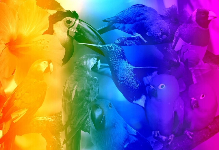 Ξύλινο παζλ με φιγούρες – Birds Gradient M, 200 κομμάτια