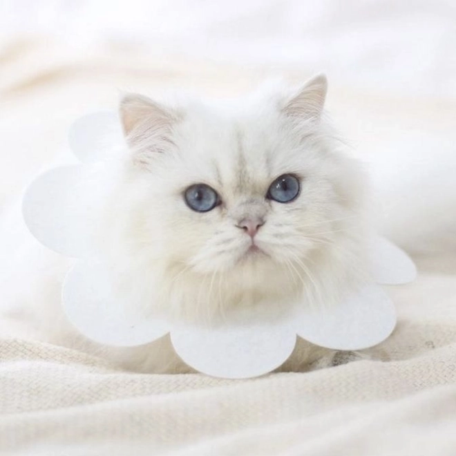 Μαλακό προστατευτικό κολάρο για ζώα - λευκό, μέγεθος L