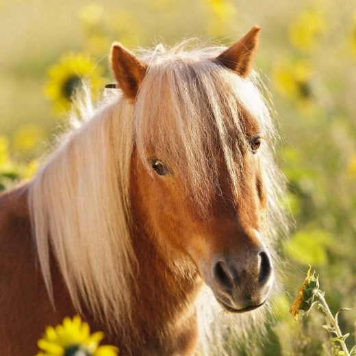 Όμορφες εικονογραφήσεις που παρακινούν στο παιχνίδι