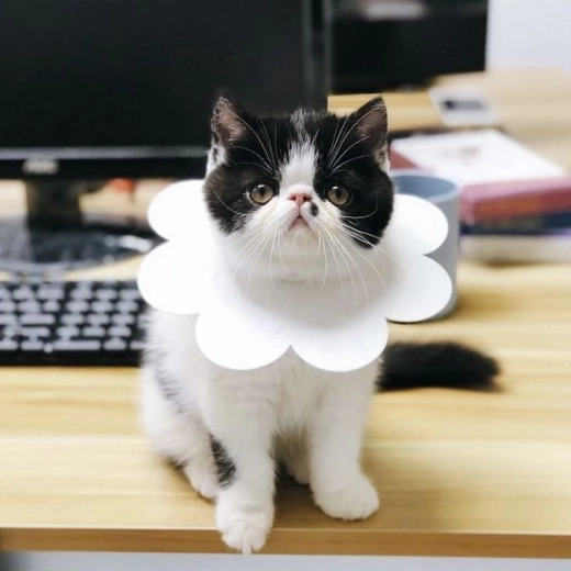 Κατάλληλο για διάφορα ζώα