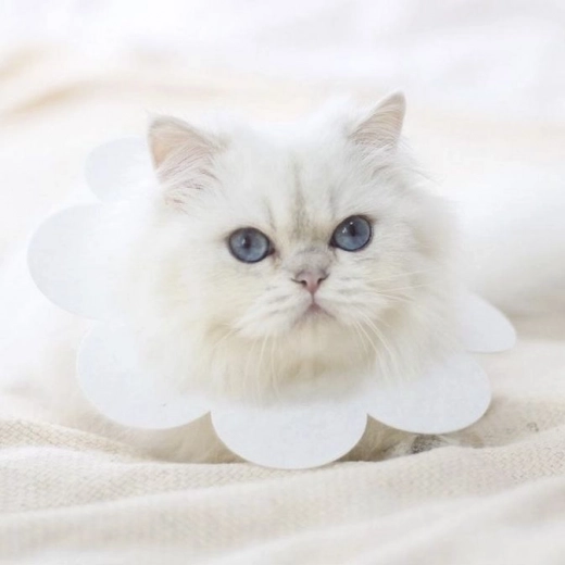 Άνετη εφαρμογή